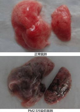 复旦研究称雾霾使鲜肺6天变黑肺且无法逆转